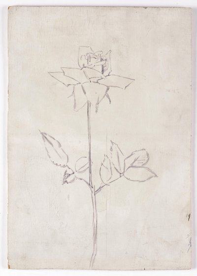 Rose by Walther Gamerith