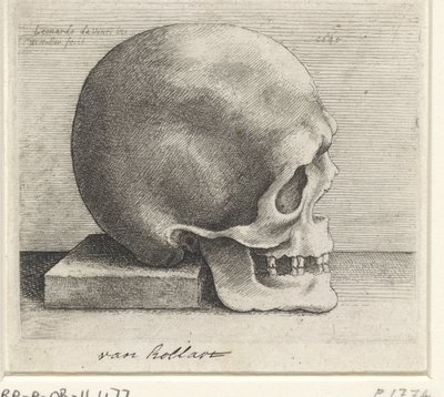 Anatomical Study of a Skull by Wenceslaus Hollar