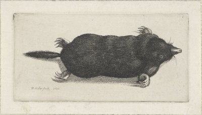 Dead Mole by Wenceslaus Hollar