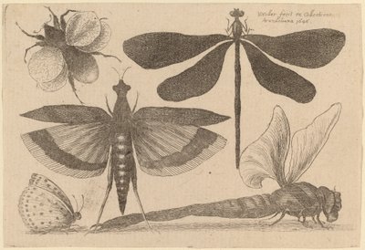 Dragonflies, a Bumble-Bee, and a Butterfly by Wenceslaus Hollar