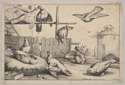 Eight doves by Wenceslaus Hollar