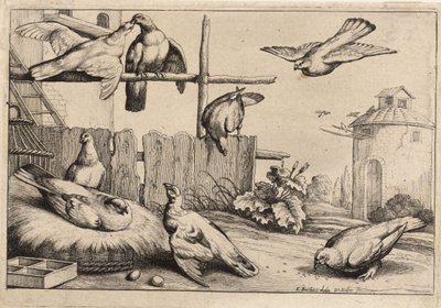 Eight doves (State 1) by Wenceslaus Hollar