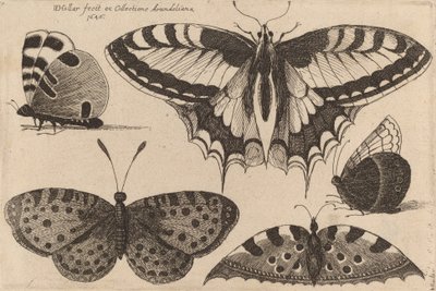 Five Butterflies, 1646 by Wenceslaus Hollar