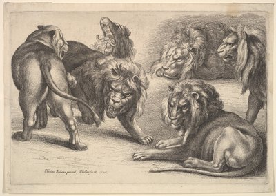 Five Lions and a Lioness by Wenceslaus Hollar
