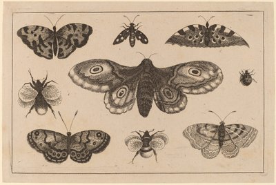 Moth, Butterflies, and Bees by Wenceslaus Hollar