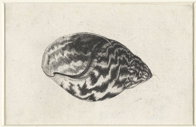 Shell, Achatina Achatina, Shells (series title) by Wenceslaus Hollar