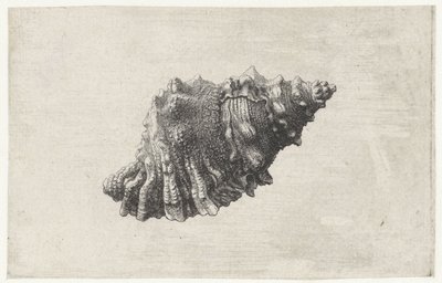 Shell, Bursa Rubeta by Wenceslaus Hollar