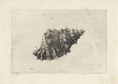 Shell, Bursa Rubeta by Wenceslaus Hollar