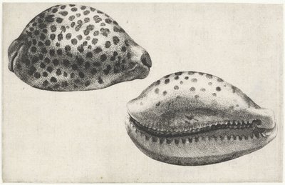 Shell, Cypraea Tigris by Wenceslaus Hollar
