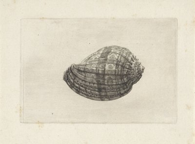 Shell, Harpa Major by Wenceslaus Hollar