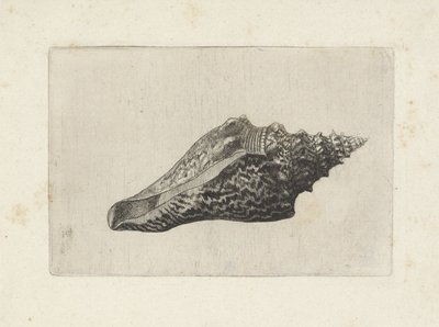 Shell, Hemifusus Ternatanus by Wenceslaus Hollar