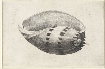 Shell, Melo Amphora by Wenceslaus Hollar
