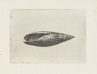 Shell, Mitra Papalis by Wenceslaus Hollar