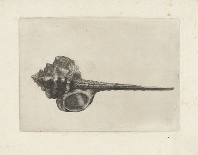Shell, Murex Haustellum by Wenceslaus Hollar