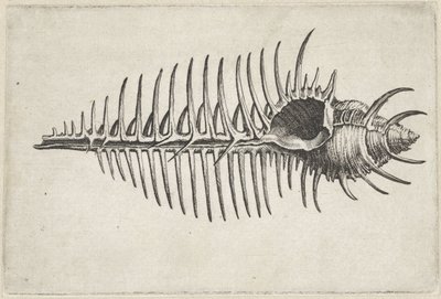 Shell, Murex Pecten (Shells) by Wenceslaus Hollar