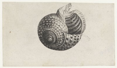 Shell, Tonna Dolium (series title: Shells) by Wenceslaus Hollar