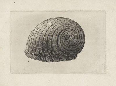 Shell, Tonna Galea by Wenceslaus Hollar