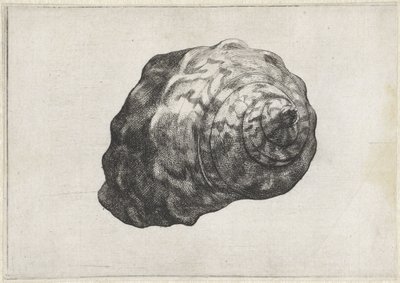 Shell, Turbo Sarmaticus by Wenceslaus Hollar