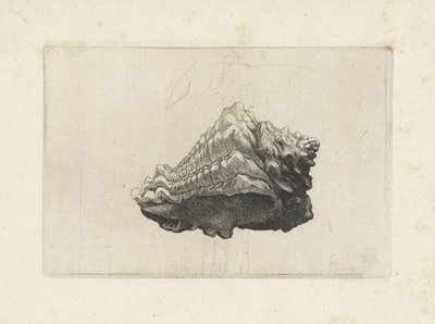 Shell, Vasum Muricatum Born by Wenceslaus Hollar