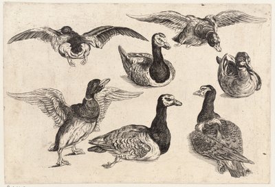 Seven ducks by Wenceslaus Hollar