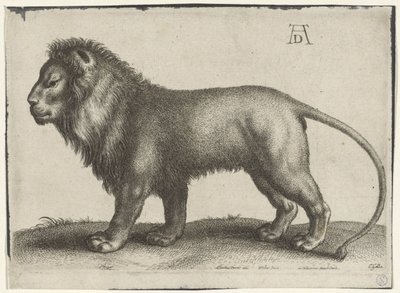 Standing Lion by Wenceslaus Hollar