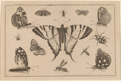 Swallow-tailed Butterfly and Twelve Other Insects by Wenceslaus Hollar