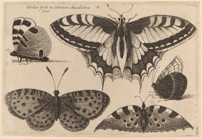 Three Butterflies and Two Moths by Wenceslaus Hollar