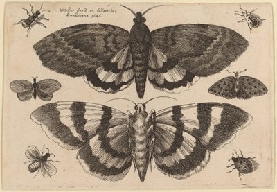 Two Moths and Six Insects by Wenceslaus Hollar