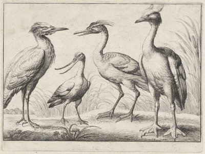 Four Wading Birds by Wenceslaus Hollar