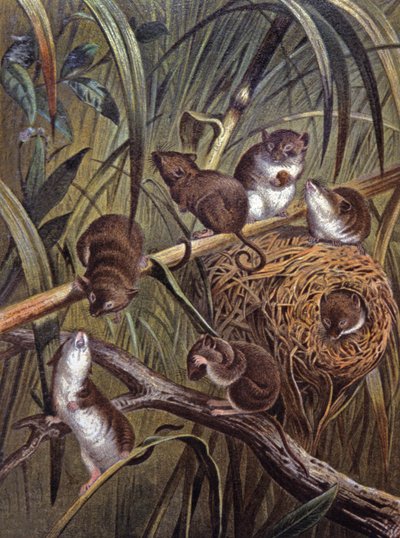 African dwarf mice by Wilhelm Kuhnert