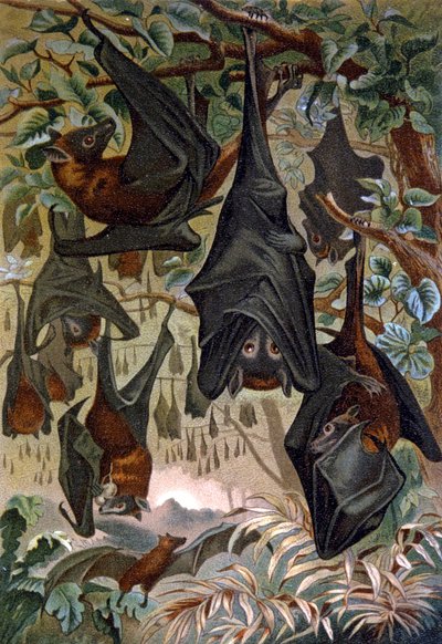 Bats by Wilhelm Kuhnert