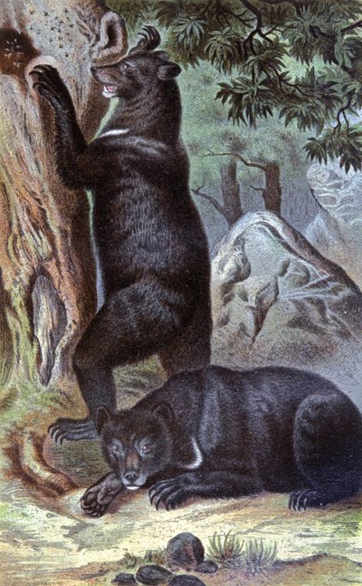 Brown Bears by Wilhelm Kuhnert