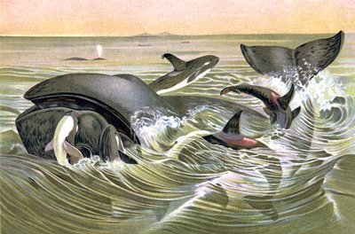 Greenland Whales by Wilhelm Kuhnert