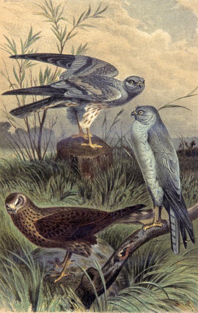 Harriers by Wilhelm Kuhnert