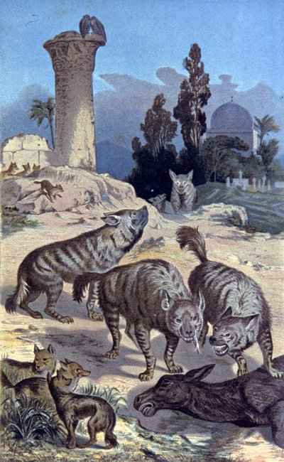 Hyenas by Wilhelm Kuhnert