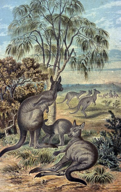 Kangaroos by Wilhelm Kuhnert