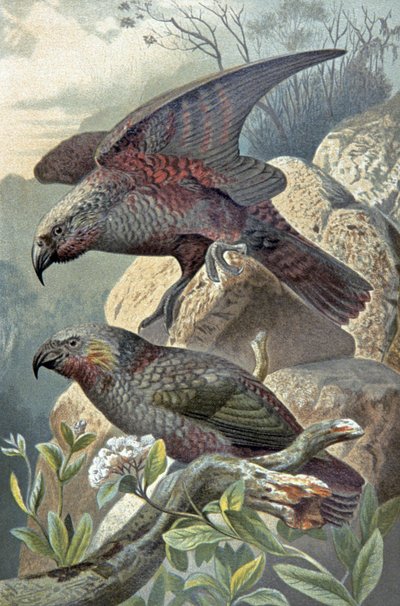 Kea, Nestor notabilis, c.1910 (illustration) by Wilhelm Kuhnert