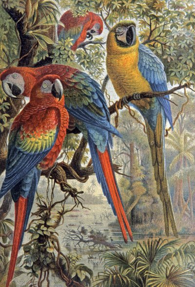 Red Parrots by Wilhelm Kuhnert