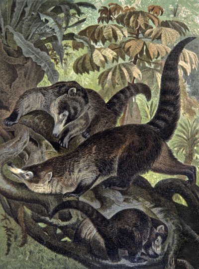 White-nosed Coati by Wilhelm Kuhnert