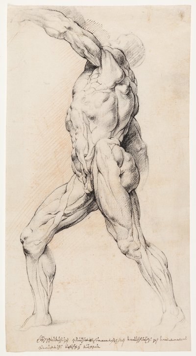 Anatomical Study (Écorché) by Willem Panneels