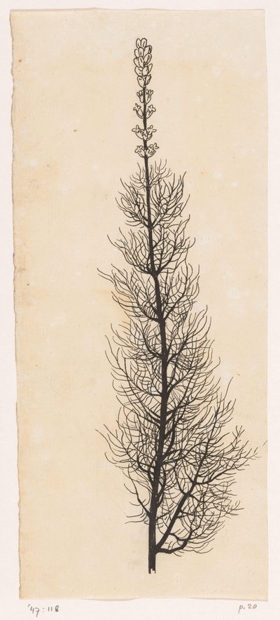 Yarrow by Willem Wenckebach