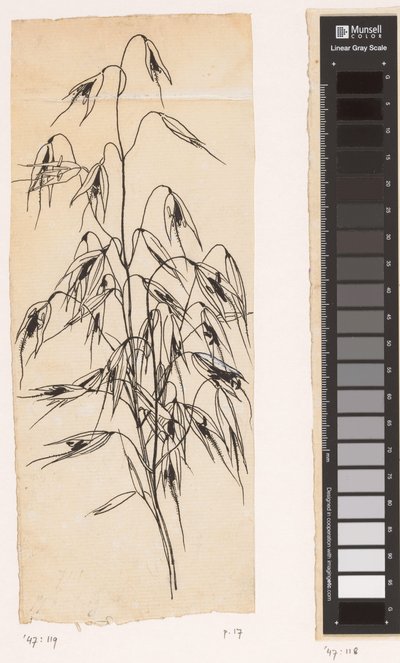 Oats by Willem Wenckebach