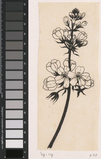 Water Violet by Willem Wenckebach
