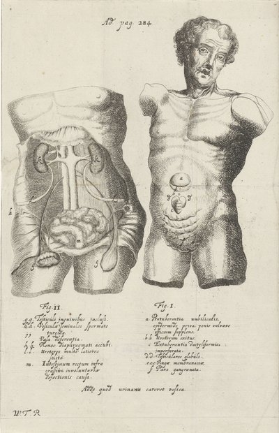 Anatomical Study of Two Torsos by Willem ten Rhijne