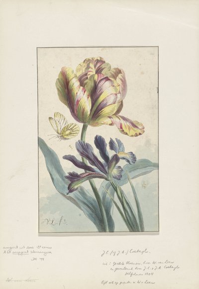 Tulip and Iris by Willem van Leen