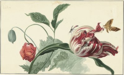 Tulip and Poppy by Willem van Leen