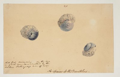 WD 961 f.20 by William Alexander