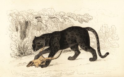 Black Jaguar, Panthera Pardus, 1834 (engraving) by William Alexander Forbes