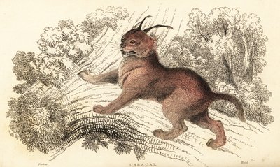 Caracal, Caracal Caracal, 1834 (engraving) by William Alexander Forbes