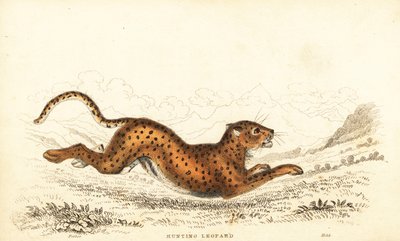 Cheetah, Acinonyx jubatus, 1834 (engraving) by William Alexander Forbes